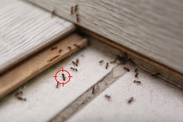Professional Pest Control in Albers, IL