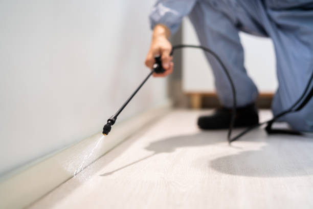 Best Wasp Removal Services  in Albers, IL