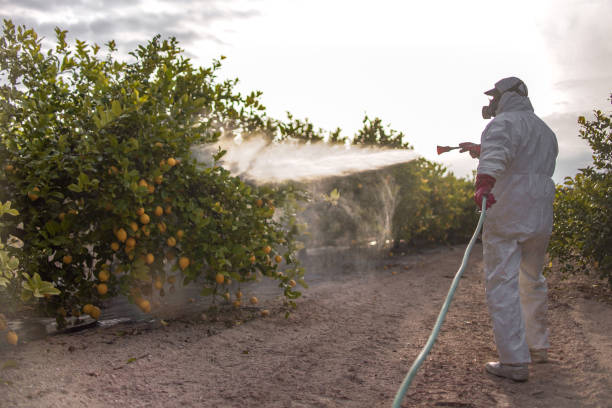 Best Pest Removal Services  in Albers, IL