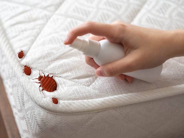 Best Flea Control Services  in Albers, IL